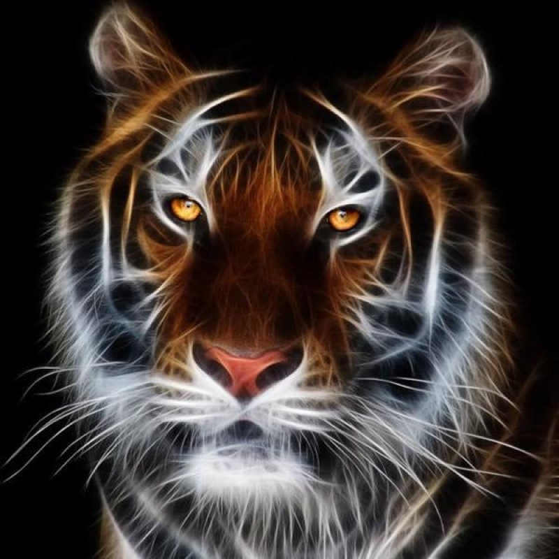 Tiger of Light