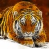 Tiger of Light