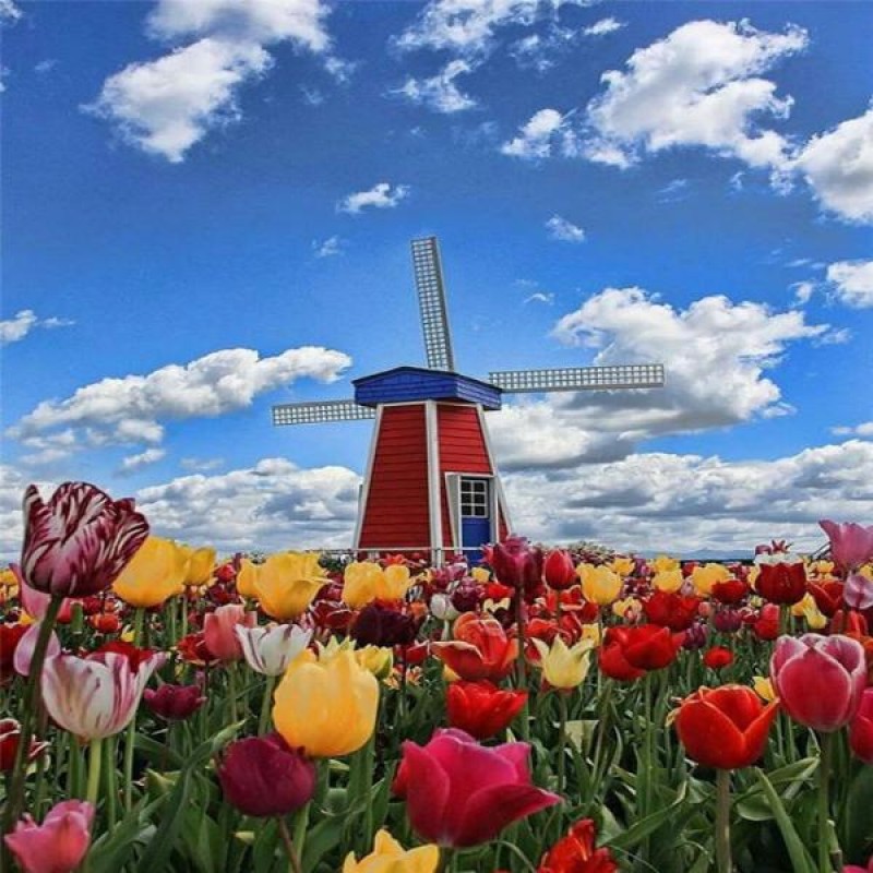 Tulip Field Windmill