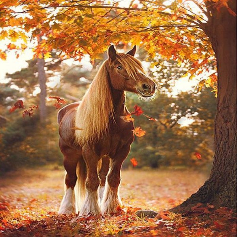 Autumn Horse