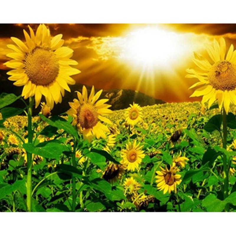 Sunny Sunflower Vall...