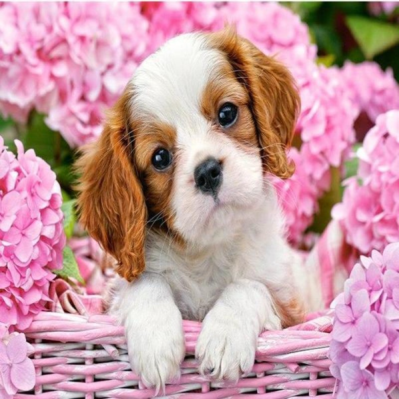 Puppy In Flower Bask...