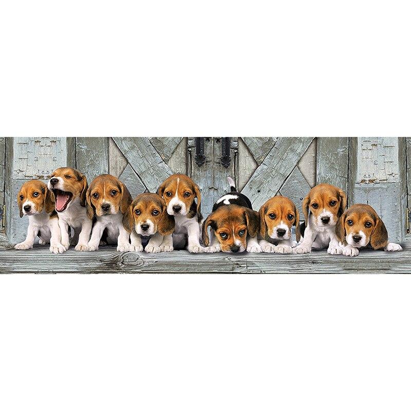 Beagle Puppy Panoram...