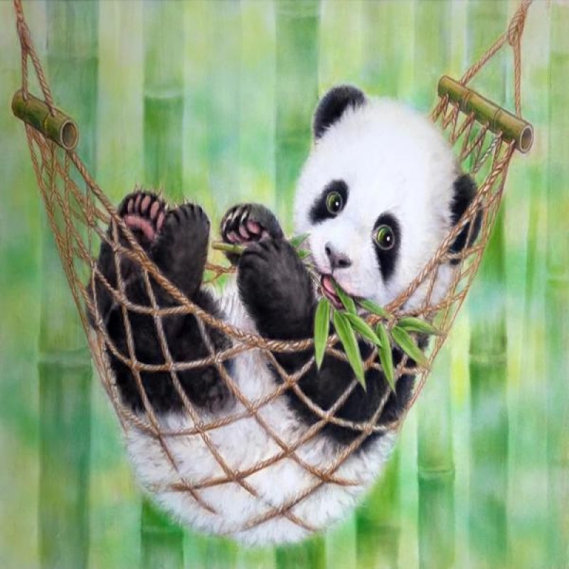 Baby Panda In Hammoc...