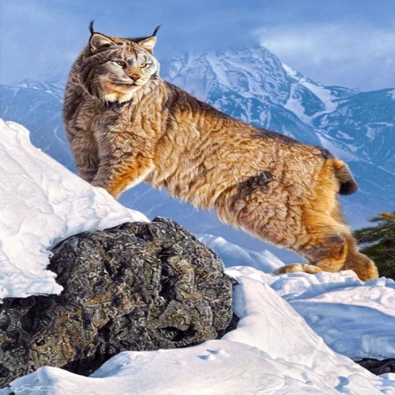 Lonely Mountain Lynx
