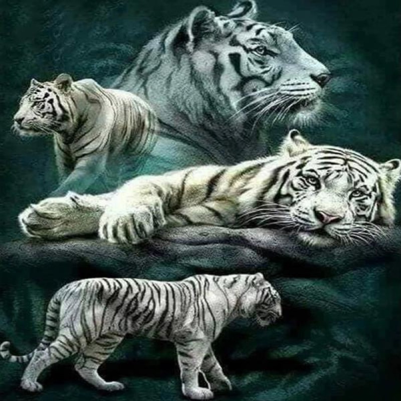 White Tiger Collage