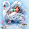 Baby Sailing On Swan