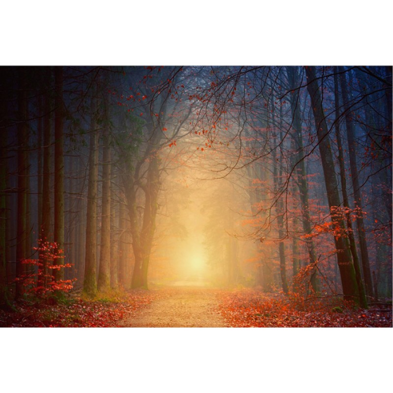 Misty Forest Morning