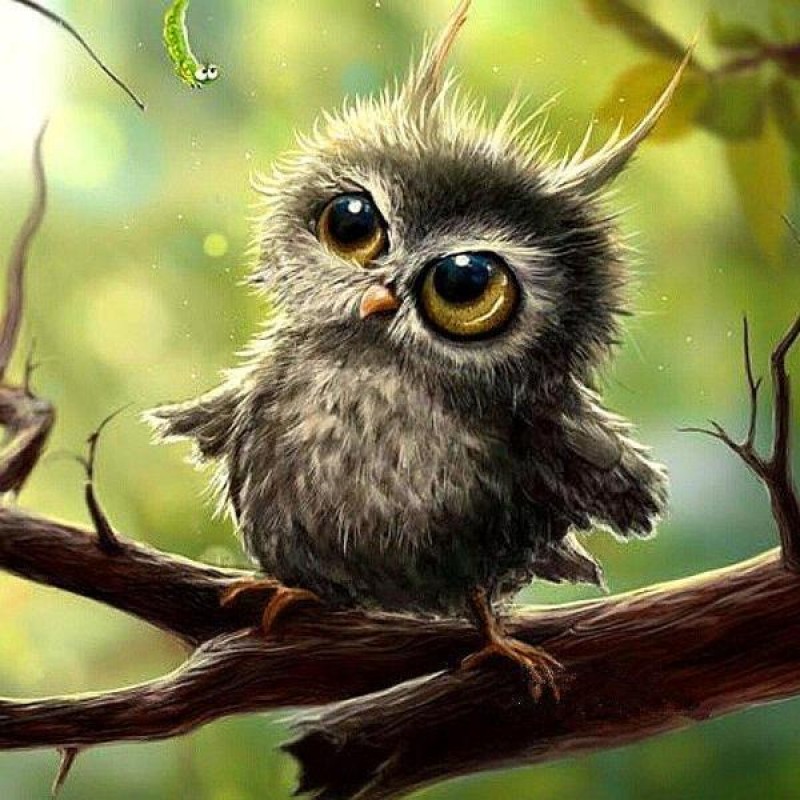 Grumpy Little Owl