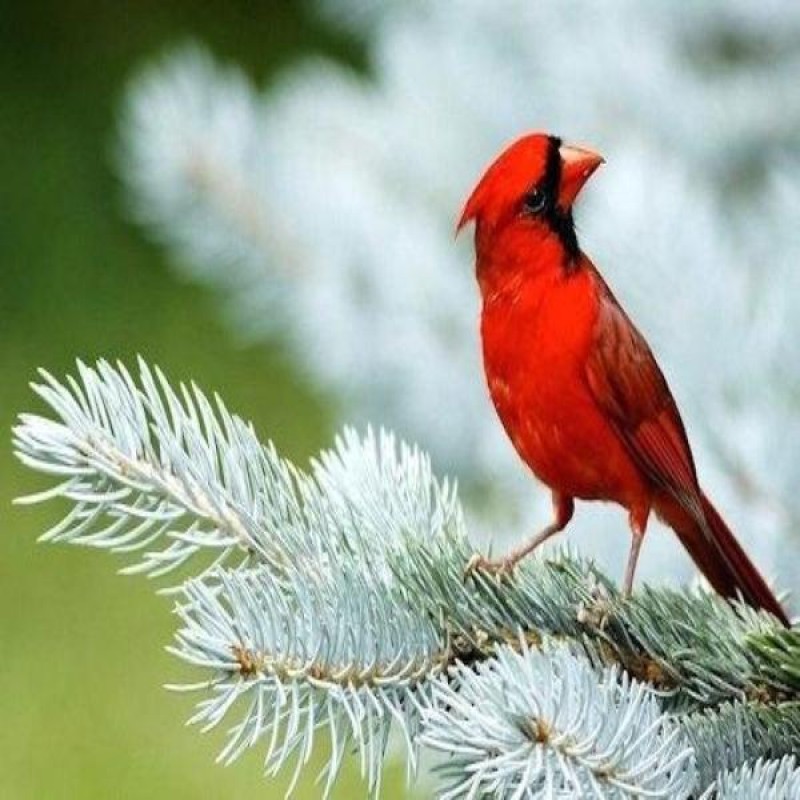 Scarlet Cardinal
