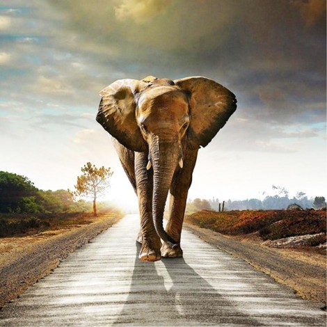 Elephant Highway