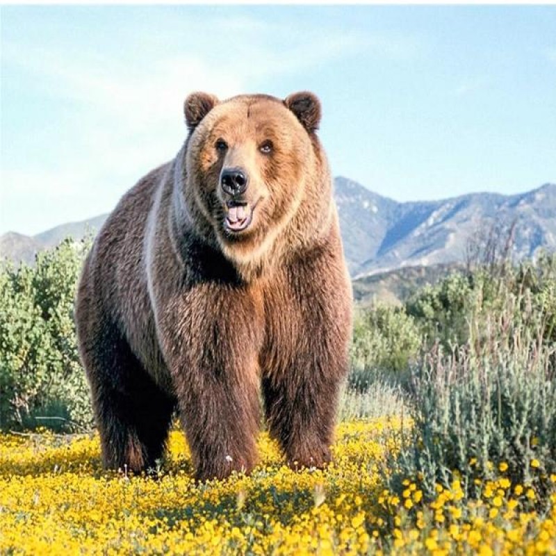 Mountain Field Bear
