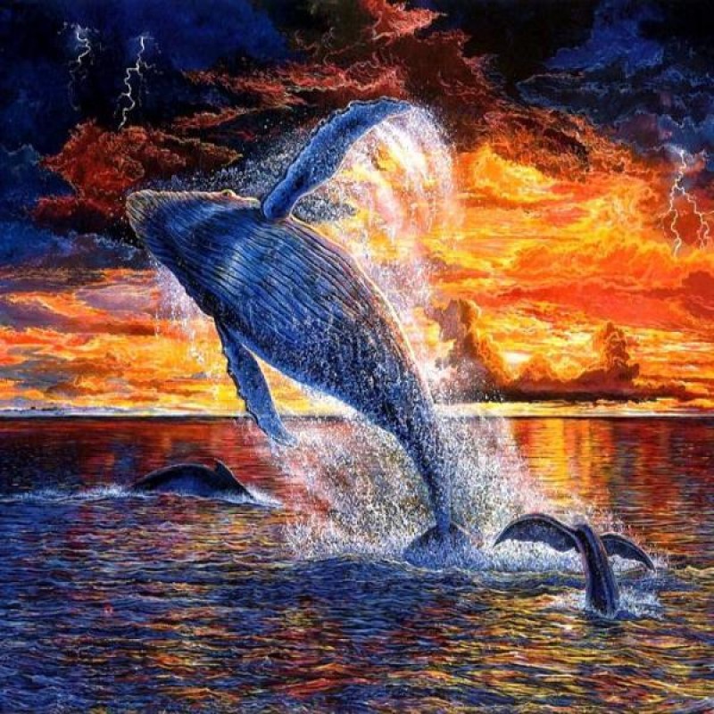 Sunset Whales