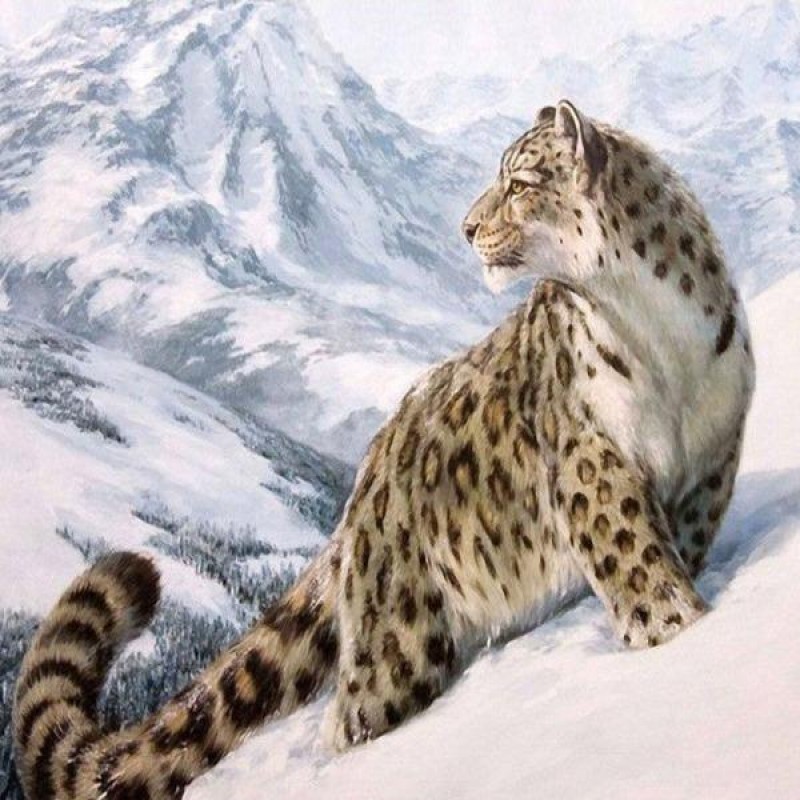Snow Leopard's Kingd...