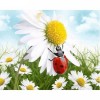Daisy Meadow Ladybug