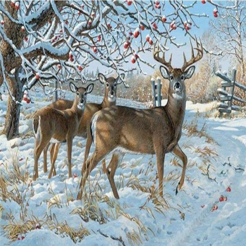 Winter Deers