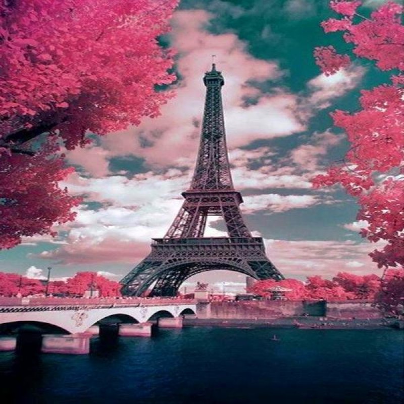 Cherry Blossom Paris