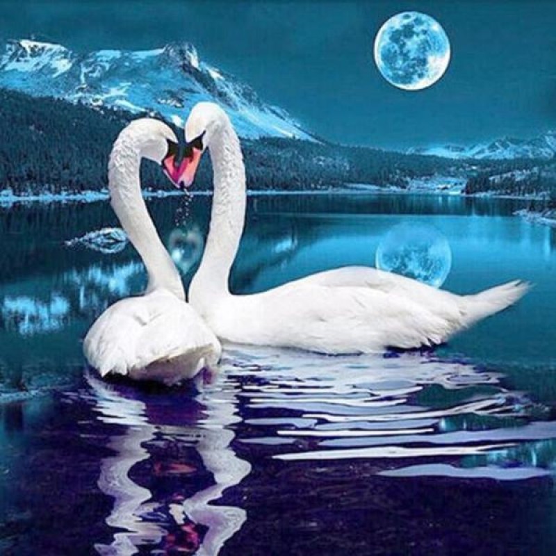 Moonlight Swans
