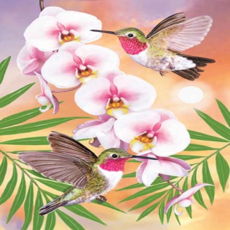 Orchid Hummingbirds