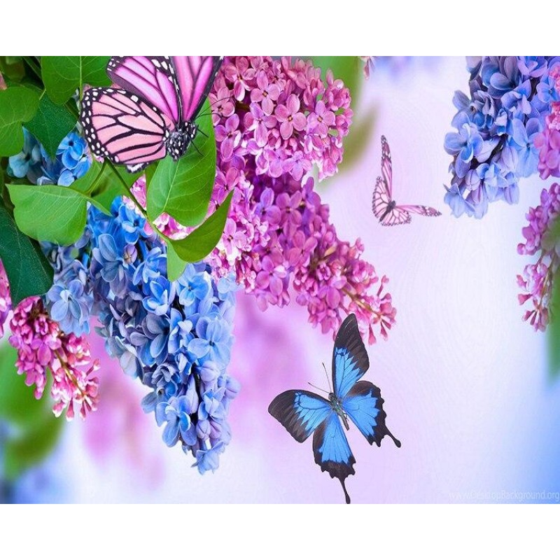Lilac Butterflies