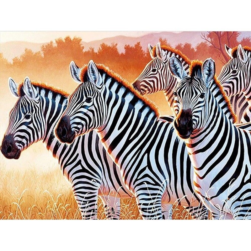 Evening Zebras