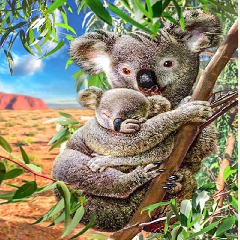 Eucalyptus Tree Koal...