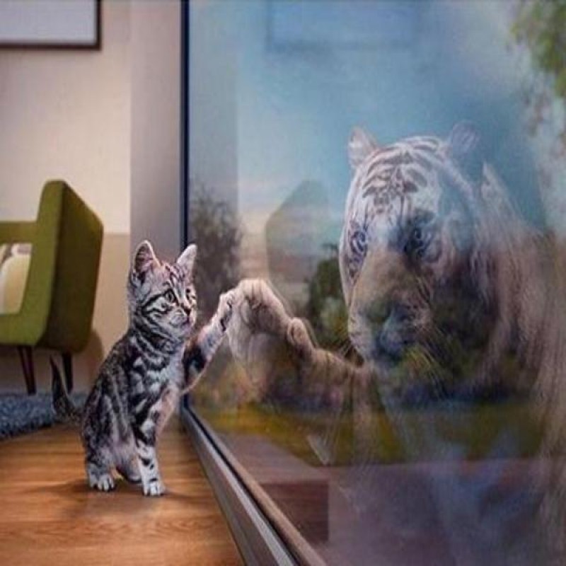 Cat Reflection Tiger