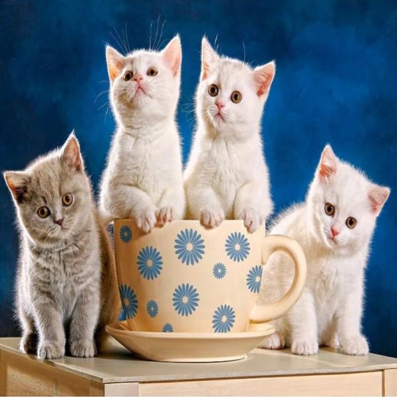 Cup Of Kittens
