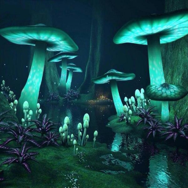 Luminous Mushrooms