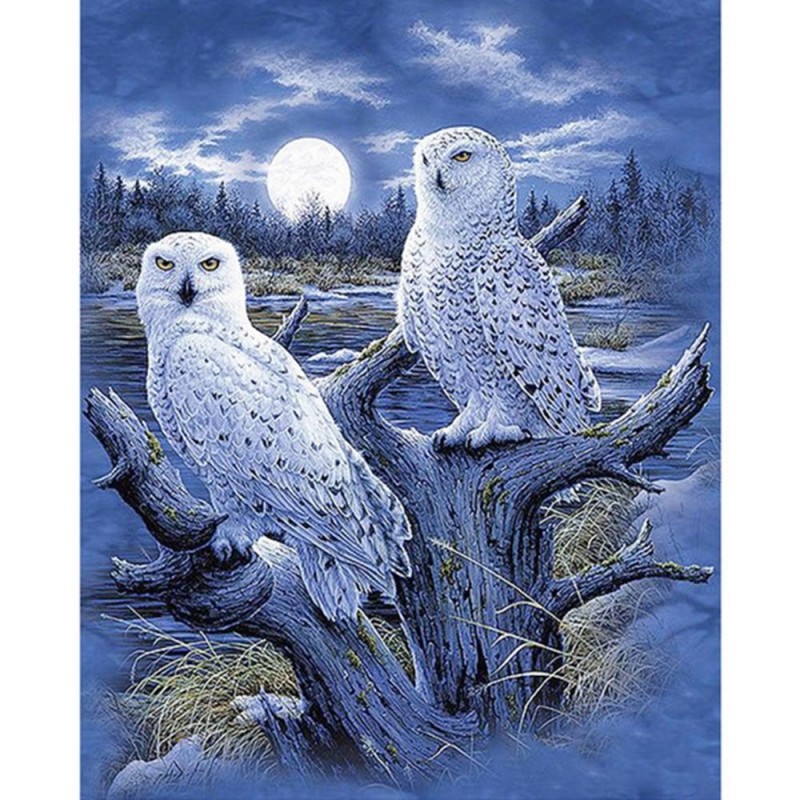 Night Swamp Owls