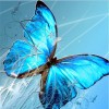 Colorful Butterflies Collection