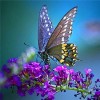 Colorful Butterflies Collection