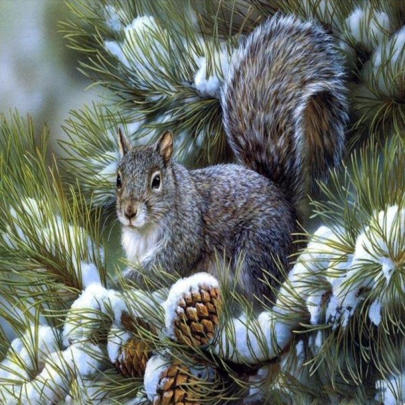 Pine Branch Squirrel