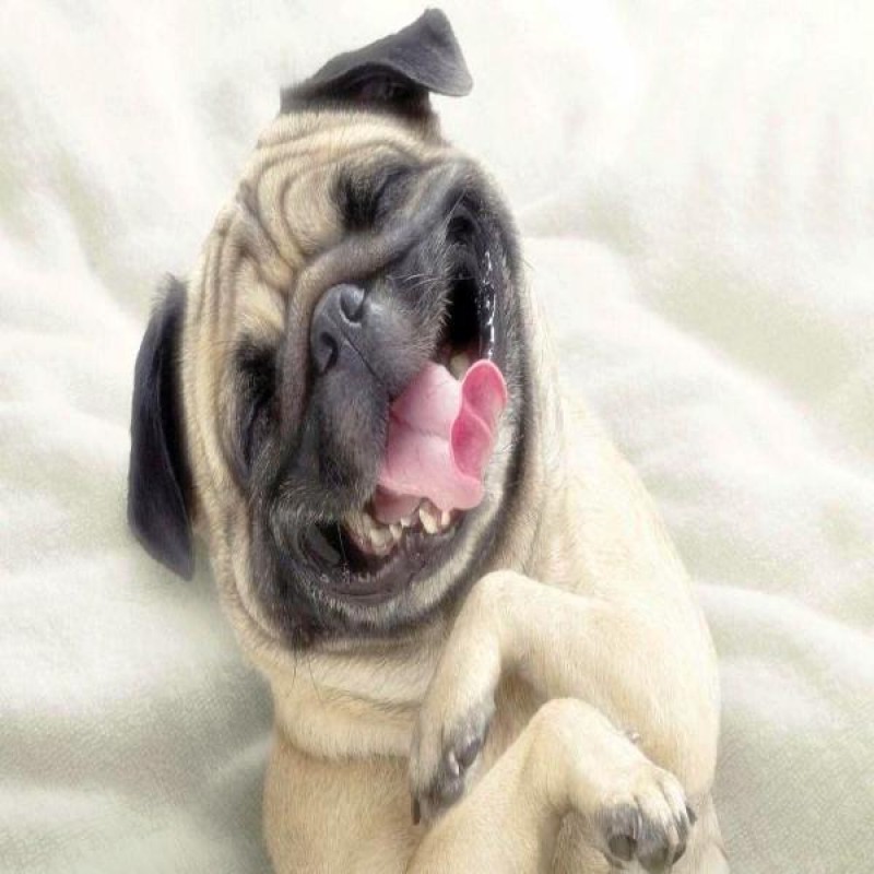 Laughing Pug