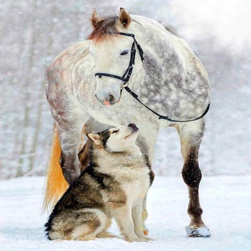 Husky And Horse
