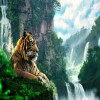Rainforest Tiger
