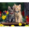 Cute Kittens Collection