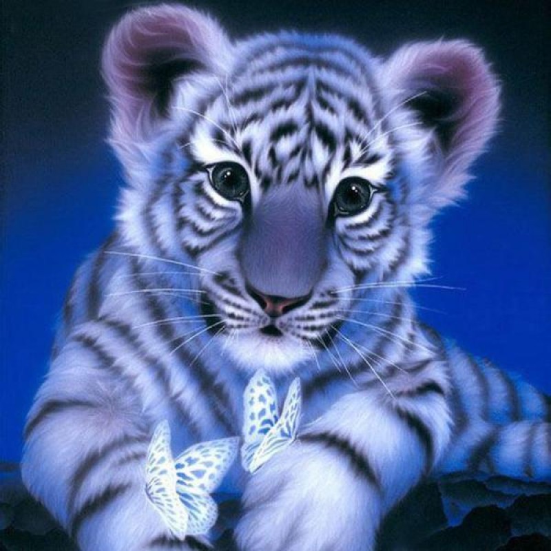 White Tiger Butterfl...